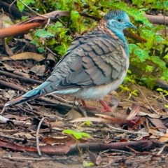 Geopelia humeralis (Bar-shouldered Dove) at Orangeville, NSW - 13 Jan 2025 by belleandjason