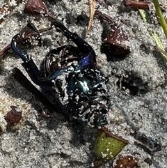 Repsimus aeneus (Green Christmas beetle) at Woorim, QLD - 13 Jan 2025 by lbradley