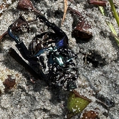 Repsimus aeneus (Green Christmas beetle) at Woorim, QLD - 13 Jan 2025 by lbradley