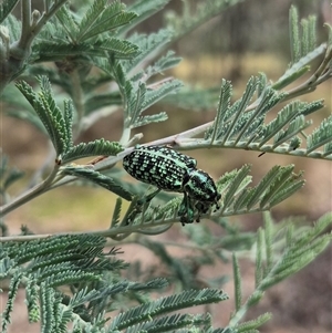 Chrysolopus spectabilis at Captains Flat, NSW - 12 Jan 2025 04:24 PM