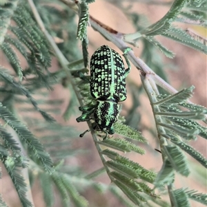 Chrysolopus spectabilis at Captains Flat, NSW - 12 Jan 2025 04:24 PM