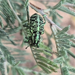 Chrysolopus spectabilis at Captains Flat, NSW - 12 Jan 2025 04:24 PM