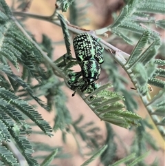 Chrysolopus spectabilis at Captains Flat, NSW - 12 Jan 2025 04:24 PM