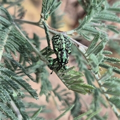 Chrysolopus spectabilis at Captains Flat, NSW - 12 Jan 2025 04:24 PM