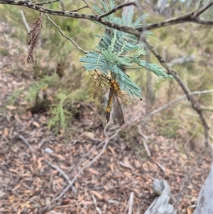 Nymphes myrmeleonoides (Blue eyes lacewing) at Primrose Valley, NSW by clarehoneydove