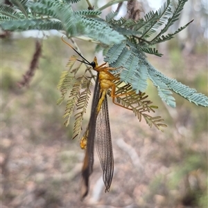 Nymphes myrmeleonoides at Primrose Valley, NSW - 12 Jan 2025 03:46 PM