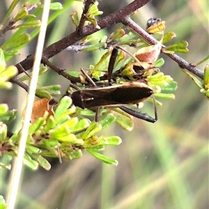 Melanacanthus scutellaris at Primrose Valley, NSW - 12 Jan 2025