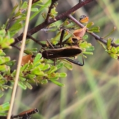 Melanacanthus scutellaris at Primrose Valley, NSW - 12 Jan 2025