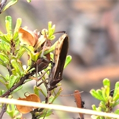 Melanacanthus scutellaris at Primrose Valley, NSW - 12 Jan 2025