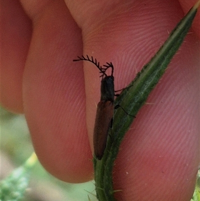 Dicteniophorus sp. (genus) (A click beetle) at Captains Flat, NSW - 12 Jan 2025 by clarehoneydove