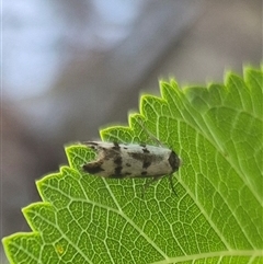 Unidentified Concealer moth (Oecophoridae) at Bungendore, NSW - 11 Jan 2025 by clarehoneydove