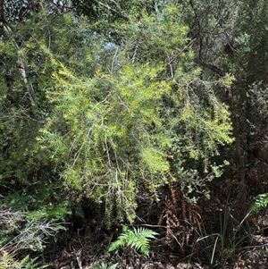 Persoonia virgata at Woorim, QLD by lbradley