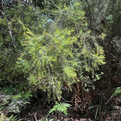 Persoonia virgata at Woorim, QLD - 13 Jan 2025 by lbradley