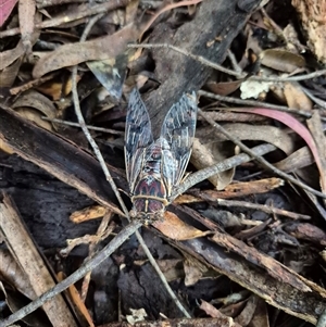 Henicopsaltria eydouxii (Razor Grinder) at Jamberoo, NSW by nancyp