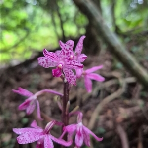 Dipodium punctatum at Jamberoo, NSW - suppressed