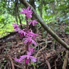 Dipodium punctatum at Jamberoo, NSW - 3 Jan 2025