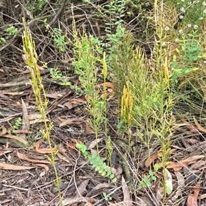 Pseudolycopodium densum at Barren Grounds, NSW - suppressed