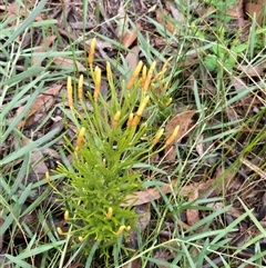 Pseudolycopodium densum at Barren Grounds, NSW - suppressed