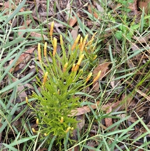 Pseudolycopodium densum at Barren Grounds, NSW - suppressed