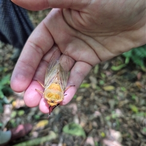 Cyclochila australasiae at Jamberoo, NSW - suppressed