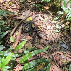 Pseudechis porphyriacus at Jamberoo, NSW - 16 Dec 2024 by nancyp