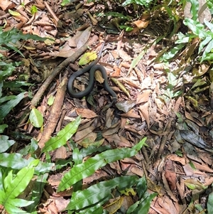 Hemiaspis signata at Jamberoo, NSW - suppressed