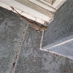 Hemidactylus frenatus (Asian House Gecko) at Milsons Point, NSW - 13 Dec 2024 by nancyp