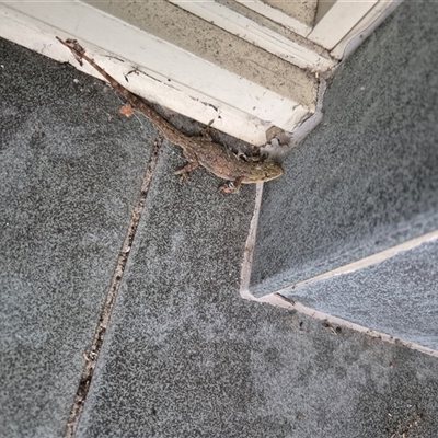 Hemidactylus frenatus (Asian House Gecko) at Milsons Point, NSW - 13 Dec 2024 by nancyp