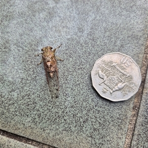 Tamasa tristigma (Brown Bunyip Cicada) at Milsons Point, NSW by nancyp