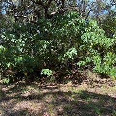 Macaranga tanarius at Woorim, QLD - 13 Jan 2025 by lbradley