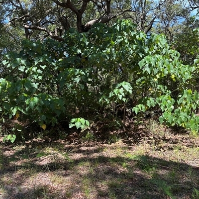 Macaranga tanarius at Woorim, QLD - 13 Jan 2025 by lbradley