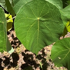 Unverified at suppressed - suppressed