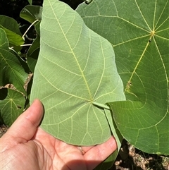 Unverified at suppressed - suppressed