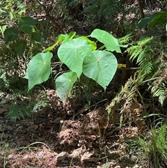 Unverified at suppressed - suppressed