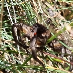 Tasmanicosa sp. (genus) (Tasmanicosa wolf spider) at Snowy Plain, NSW - 12 Jan 2025 by jpittock