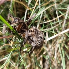 Tasmanicosa sp. (genus) at Snowy Plain, NSW - 12 Jan 2025