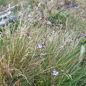 Arthropodium milleflorum (Vanilla Lily) at Snowy Plain, NSW by jpittock