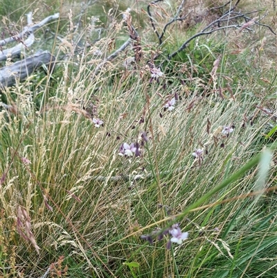 Arthropodium milleflorum (Vanilla Lily) at Snowy Plain, NSW - 11 Jan 2025 by jpittock