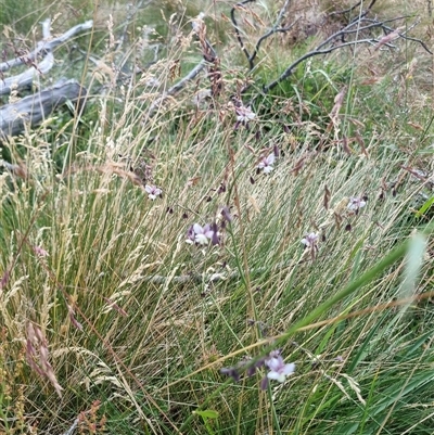 Arthropodium milleflorum (Vanilla Lily) at Snowy Plain, NSW - 10 Jan 2025 by jpittock