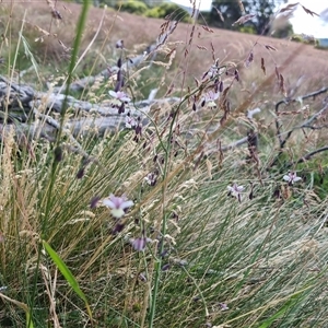 Arthropodium milleflorum at Snowy Plain, NSW - 11 Jan 2025 09:57 AM