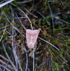 Helicoverpa (genus) (A bollworm) at Snowy Plain, NSW - 10 Jan 2025 by jpittock