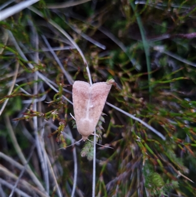 Helicoverpa (genus) (A bollworm) at Snowy Plain, NSW - 10 Jan 2025 by jpittock