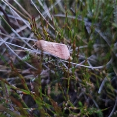 Helicoverpa (genus) at Snowy Plain, NSW - 10 Jan 2025