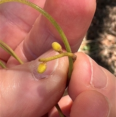 Cassytha sp. at Woorim, QLD - 13 Jan 2025 by lbradley