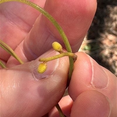 Cassytha sp. at Woorim, QLD - 13 Jan 2025 by lbradley