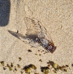 Henicopsaltria eydouxii (Razor Grinder) at Pretty Beach, NSW - 2 Jan 2025 by jpittock