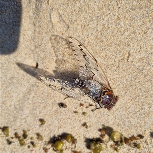 Henicopsaltria eydouxii (Razor Grinder) at Pretty Beach, NSW by jpittock