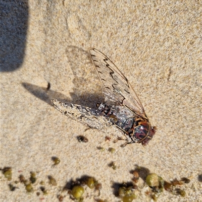 Henicopsaltria eydouxii (Razor Grinder) at Pretty Beach, NSW - 3 Jan 2025 by jpittock