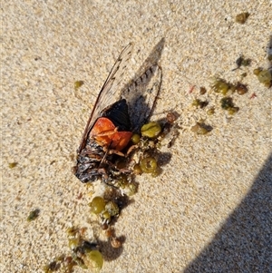 Henicopsaltria eydouxii at Pretty Beach, NSW - 3 Jan 2025 09:22 AM