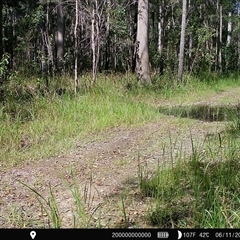 Dacelo novaeguineae (Laughing Kookaburra) at Newnes Plateau, NSW - 6 Nov 2024 by Bungybird